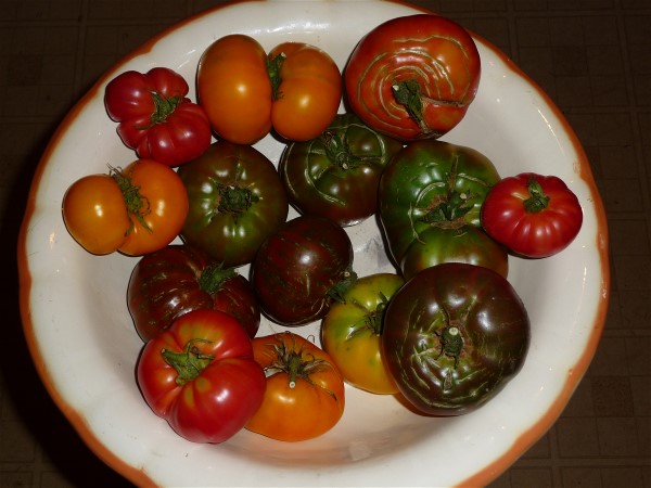 Web 2014-07-07-19 Heirloom Tomato Unscreened Compost FS 162.jpg